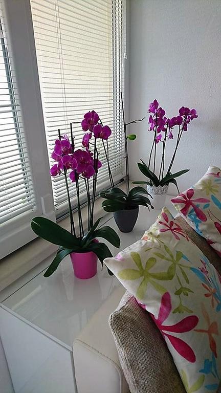Apartment Vanja Tučepi Eksteriør billede